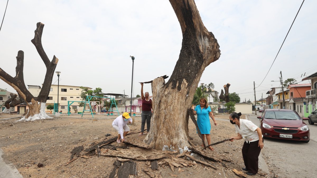 Las ramas secas de los árboles del parque de los Niños, en Guayacanes, fueron cortadas. Hoy solo están los troncos y aún no llega la reforestación prometida por el Municipio.