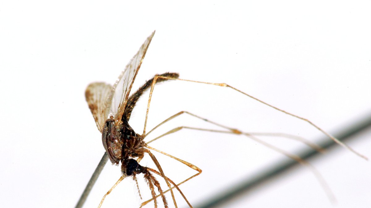 Un mosquito hembra del género