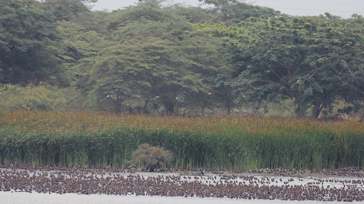Peligro. Las aves que están en el islote de Palmar llegan hasta el aeropuerto.