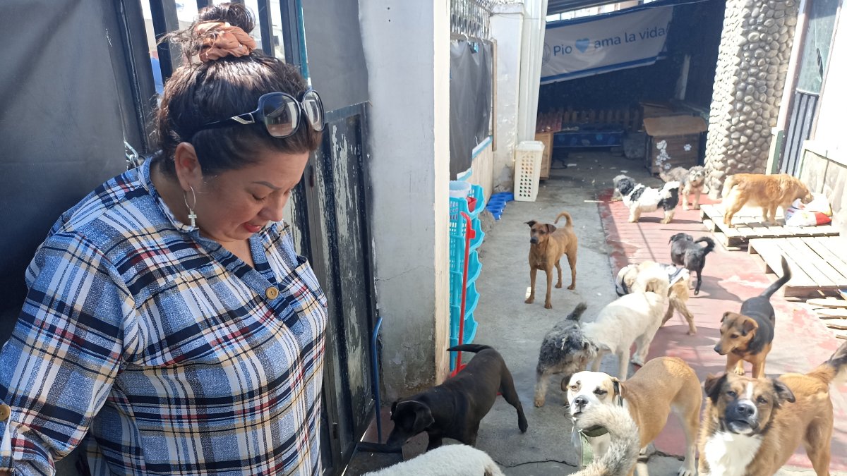 Abandono. Nadie se hace responsable del abandono de los animales de compañía. Sandra Ojeda cumple una labor voluntaria. Así como ella, hay muchos.
