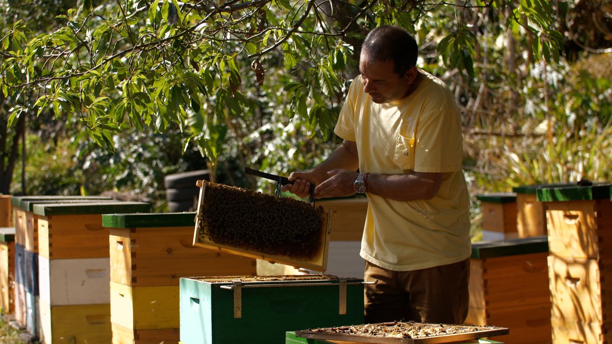 Rodrigo Labra, apicultor de la Isla, trabaja en sus colmenas el 20 de noviembre 2022, en Isla de Pascua, (Chile). /Rodrigo Saez