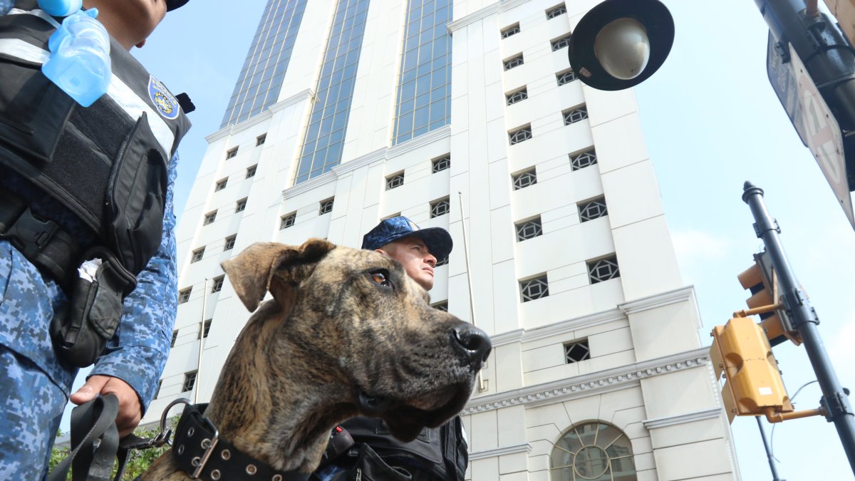 Desde junio, los canes rondan distintos puntos de la ciudad junto a sus guías.
