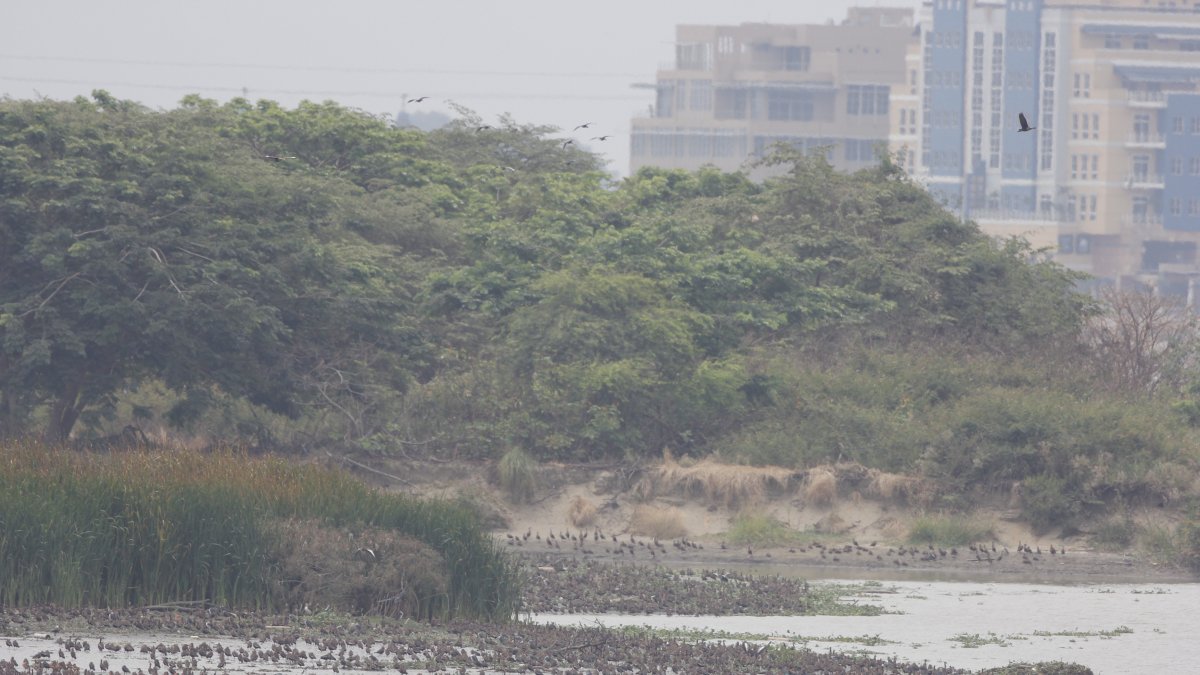 Miles de aves se encuentran en un islote del Río Guayas.