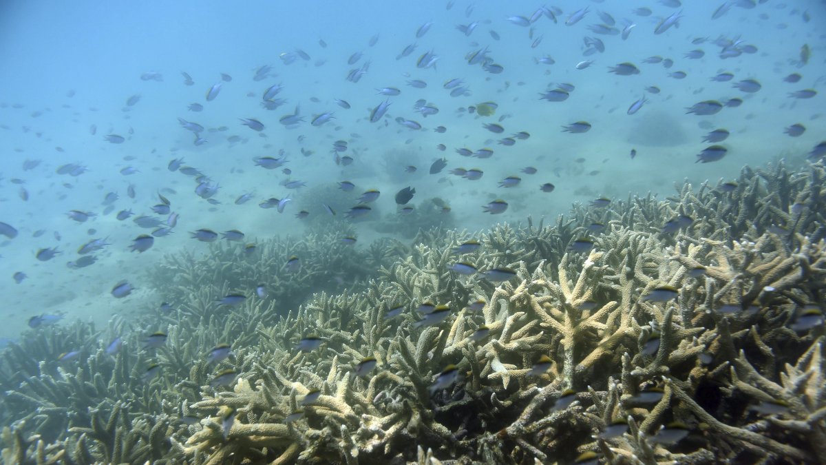 Imagen de archivo de varios peces tropicales entre la Gran Barrera de coral en la isla de Keppel (Australia).