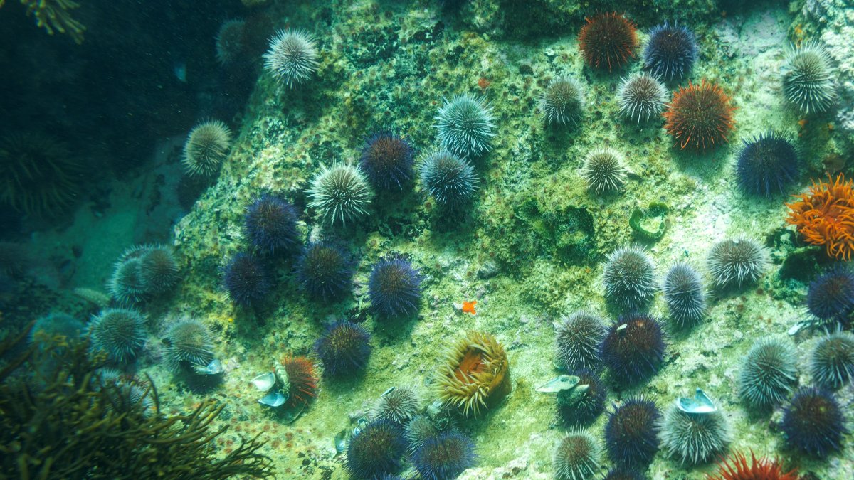 En la imagen de archivo, vista de unos erizos de mar y otras plantas marinas que viven en un bosque de quelpo (un alga marina) en el Océano Índico en False Bay, en Ciudad del Cabo, Sudáfrica.