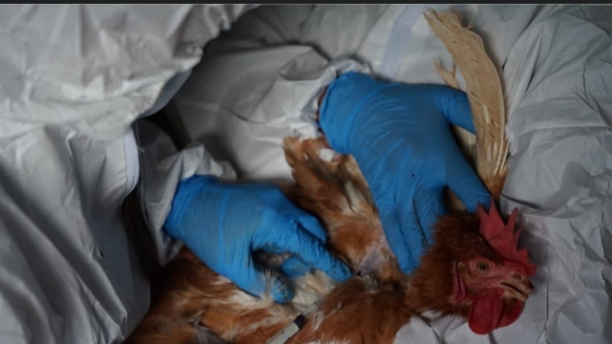 Acción. Agrocalidad y el MAG anunciaron un cerco epidemiológico.