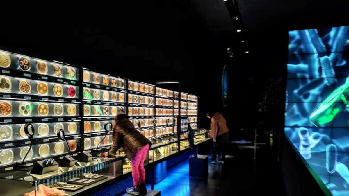 El museo. En este particular sitio, los visitantes pueden observar imágenes tomadas bajo el microscopio y ampliadas miles de veces.