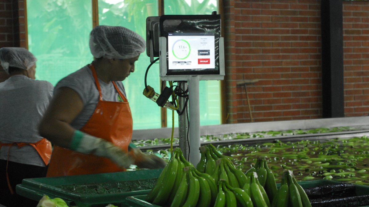 A este mercado se despacharon 48’113.066 cajas hasta octubre, según Acorbanec.