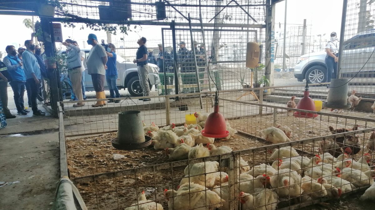 Galpón.- Uno de los lugares donde venden pollos en pie en Guayaquil.