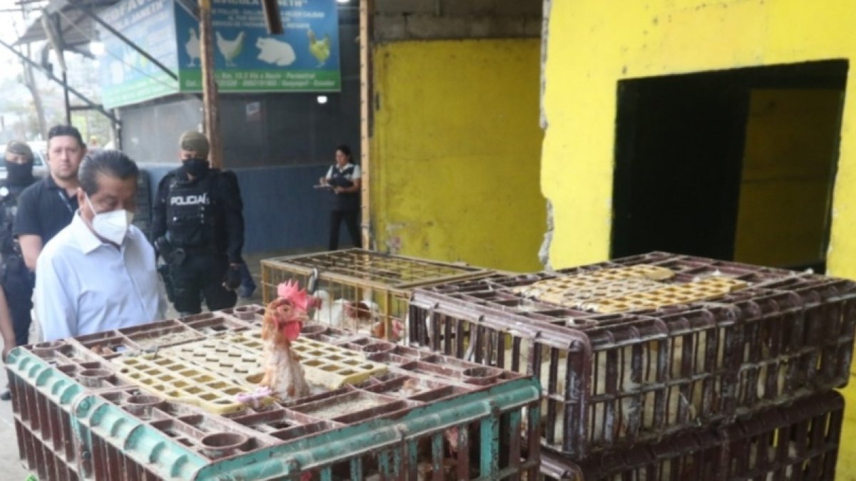 Control.- El gobernador del Guayas, Lorenzo Calvas, en un operativo en galpones donde venden pollos en pie.