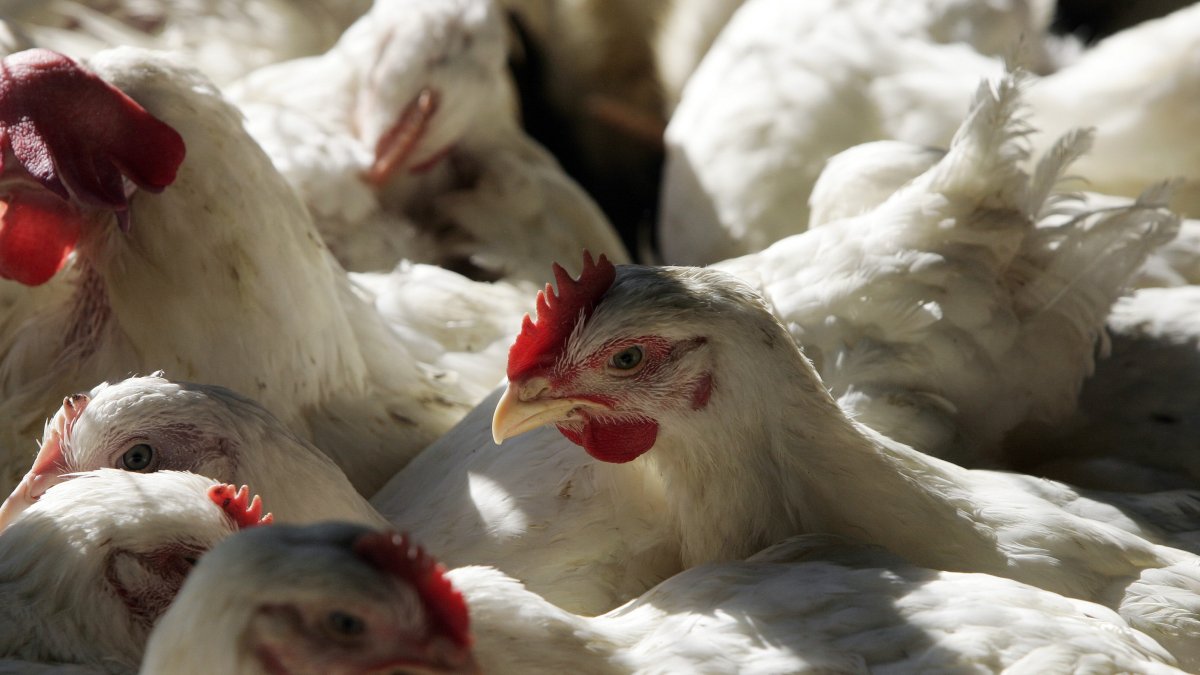 El sector avícola en Ecuador genera 1.800 millones de dólares anuales, apoya con el 24% del Producto Interno Bruto Agropecuario y genera 300.000 empleos. Fotografía de archivo.