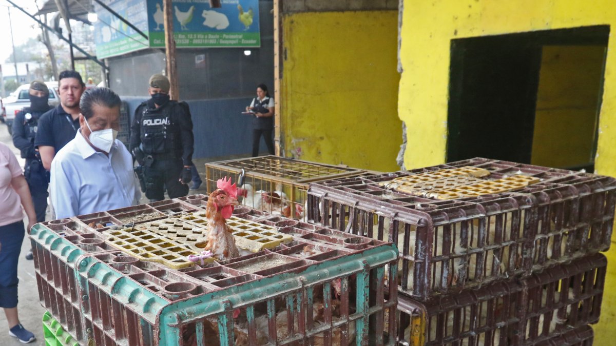 Acción.- El gobernador del Guayas, Lorenzo Calvas, realizó un operativo en galpones, vía a Daule, donde venden pollos en pie.