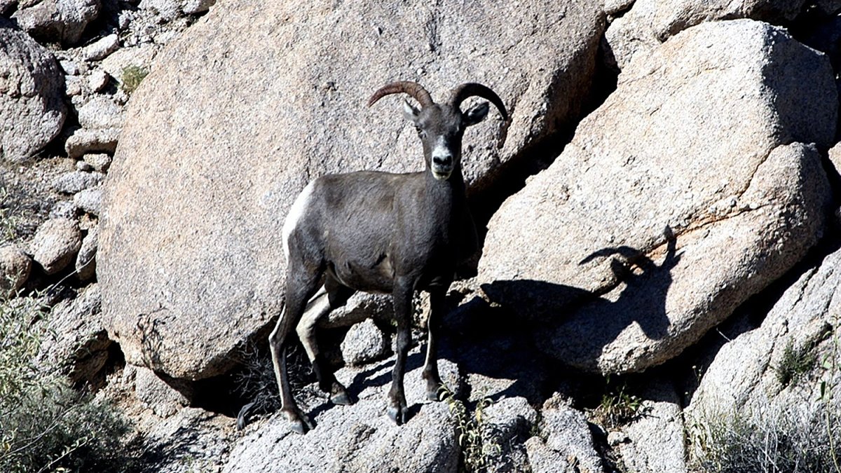 Dato. La caza del borrego cimarrón es vista como un trofeo para los turistas que llegan a Sonora.