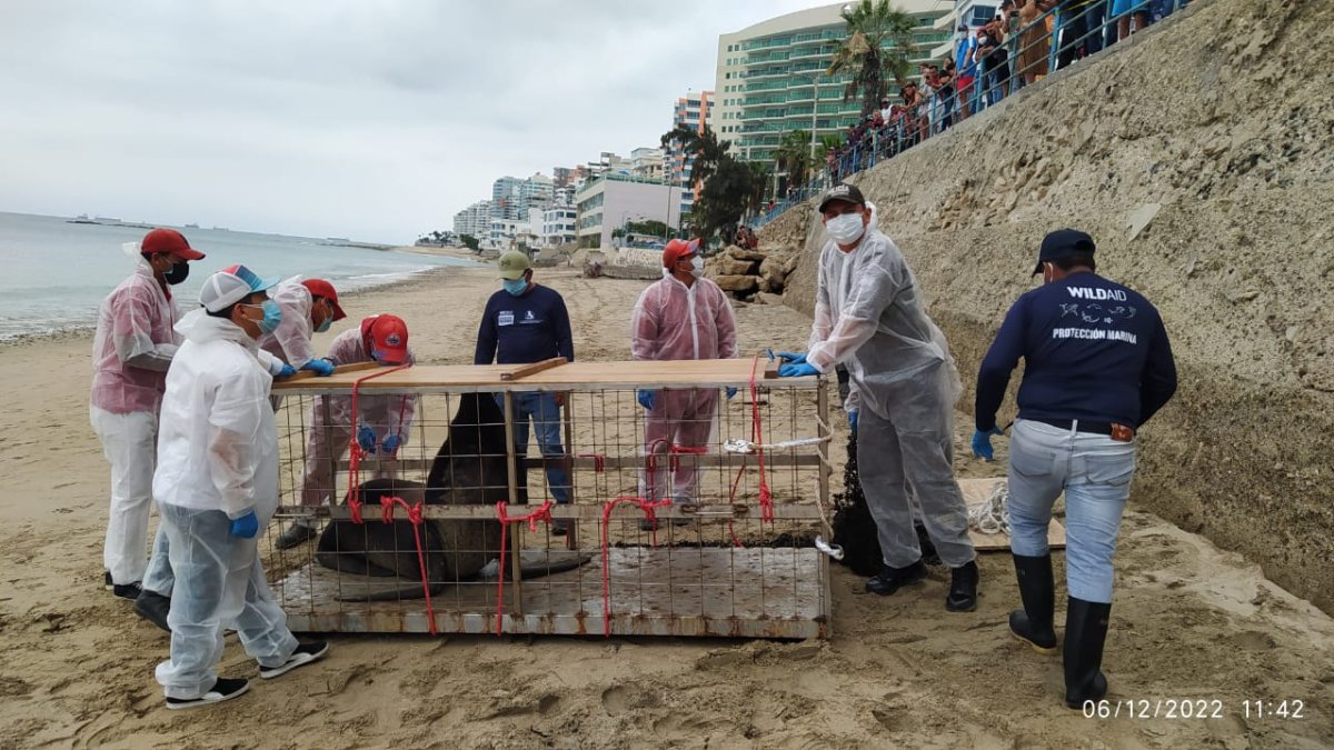 La especie. Fue trasladada en buenas condiciones a La Chocolatera.