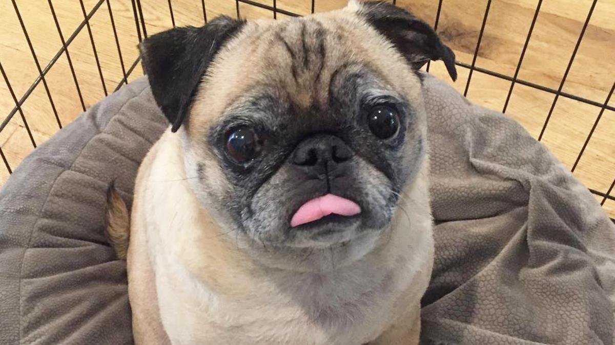 El can falleció el pasado 2 de diciembre