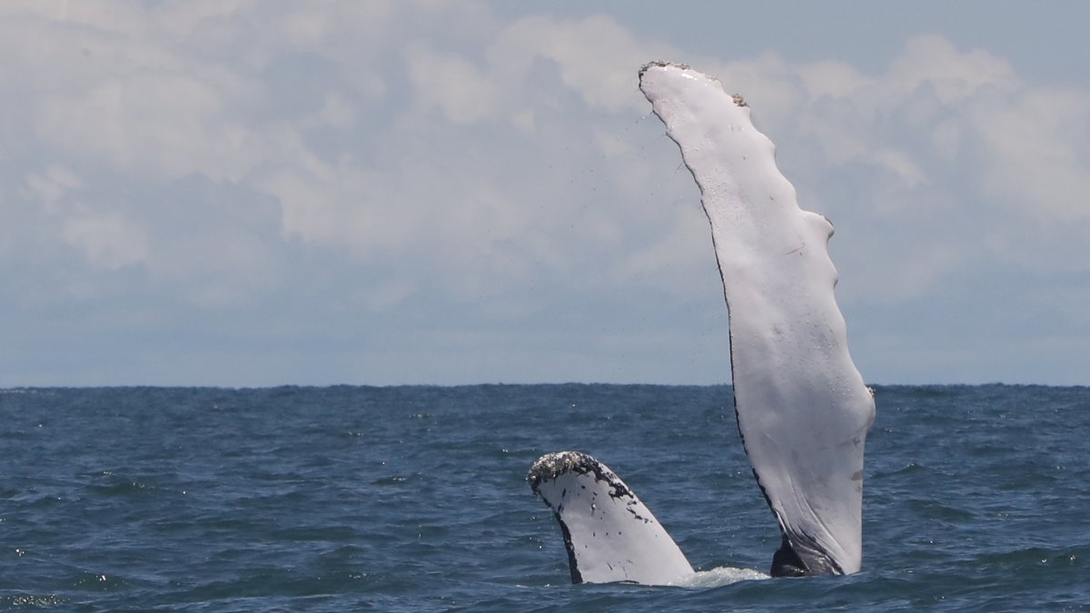Fotografía de la aleta de una ballena jorobada.