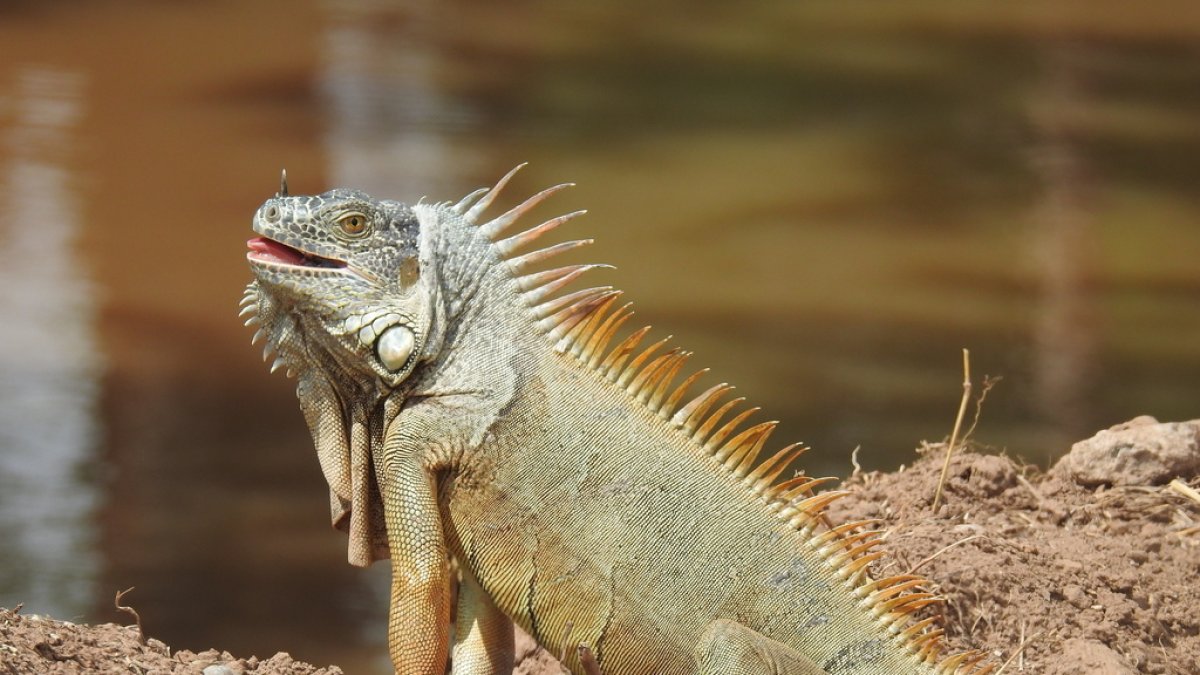 El percance dejó sin electricidad a más de un millar de usuarios en el condado Palm Beach (