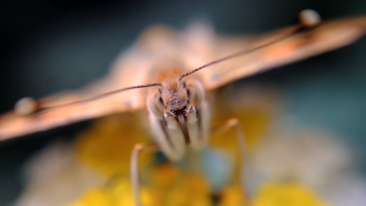 En la imagen de archivo, ejemplar de la mariposa Vanessa de los cardos (Vanessa cardui).