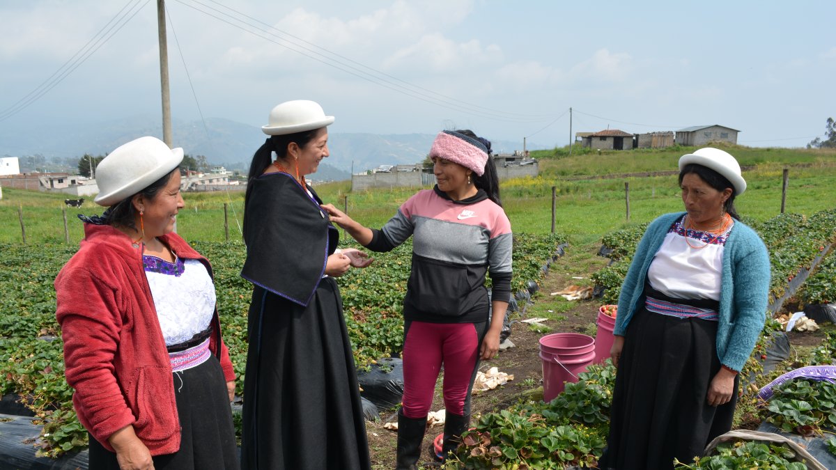 Ambato. Campesina de Chibuleo, en sus tareas de trabajo en las granjas. Ellas son socias de Curi Coral.