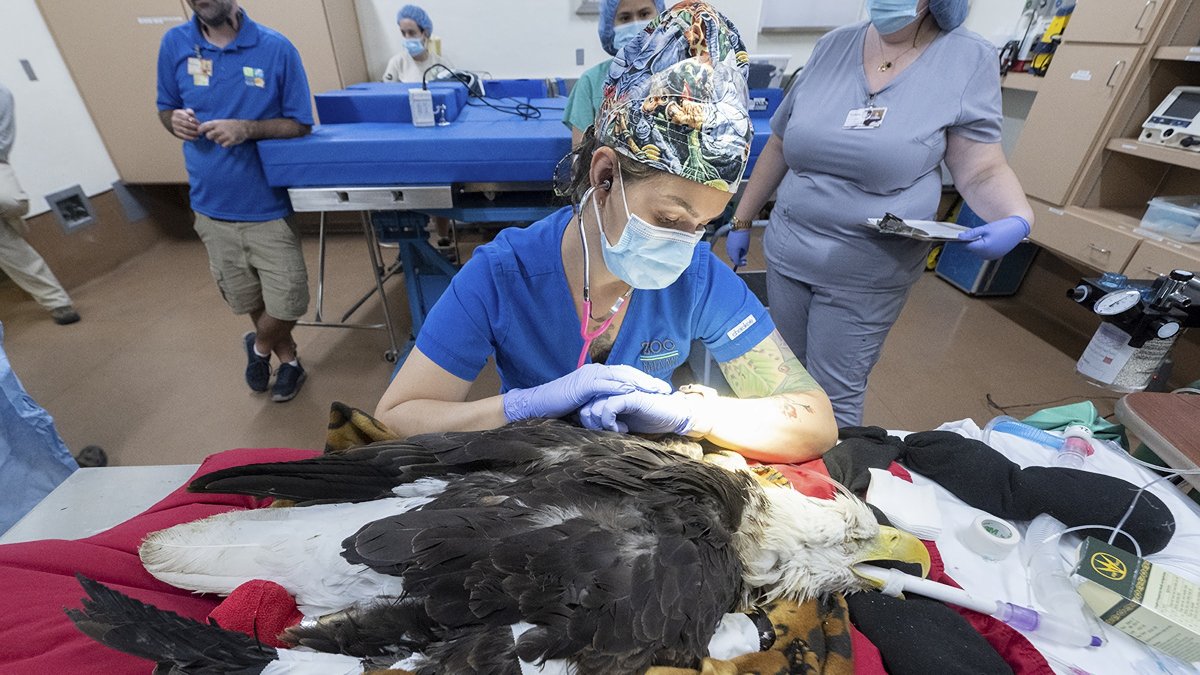 Miami. El equipo médico del Zoo mientras asistían al águila calva Rita.