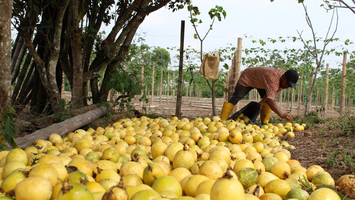 Las principales exportaciones son fruta fresca, pulpa, jugo y concentrados; no obstante, su cáscara y semillas son también demandadas por la industria alimenticia y cosmética.