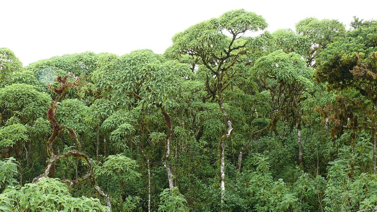 Tipo de vegetación que es nativa de Galápagos y exclusiva en el mundo está disminuyendo y se recolecta semillas de esas especies para sembrar.