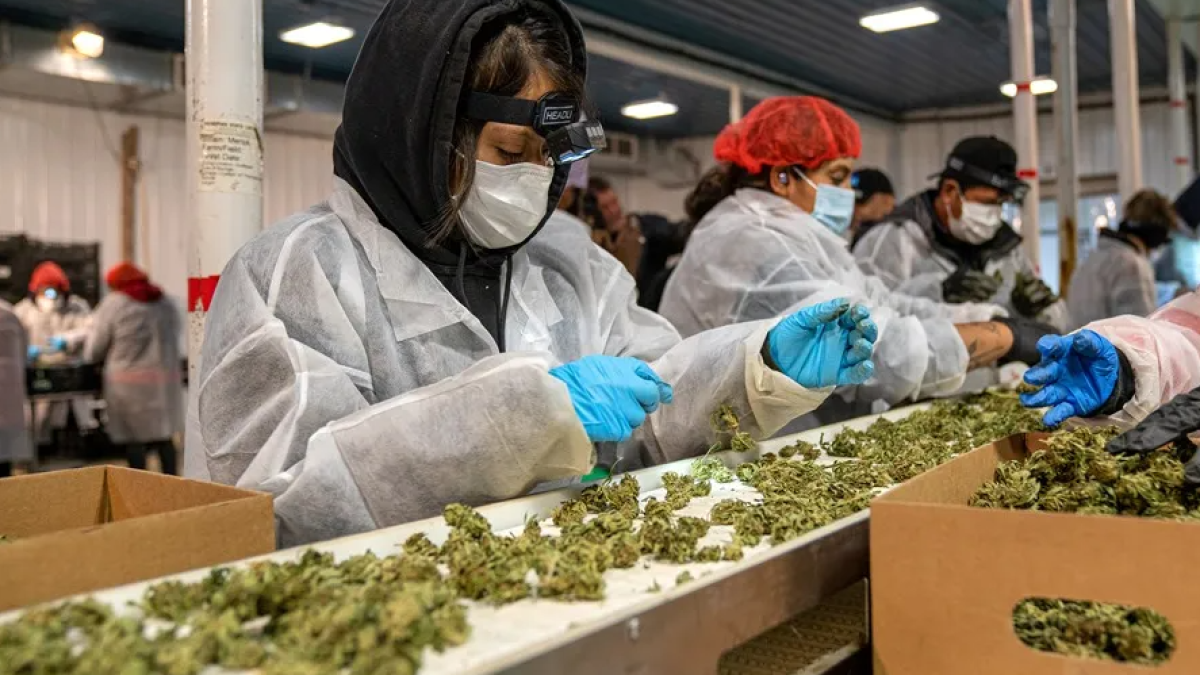 Proceso.  El estado de Nueva York legalizó en marzo de 2021 el consumo de marihuana..