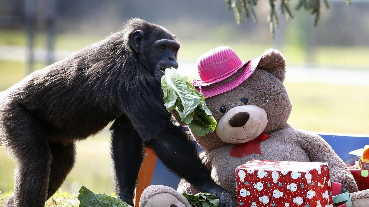 Situación. La mayoría de estos animales son rescatados de laboratorios.