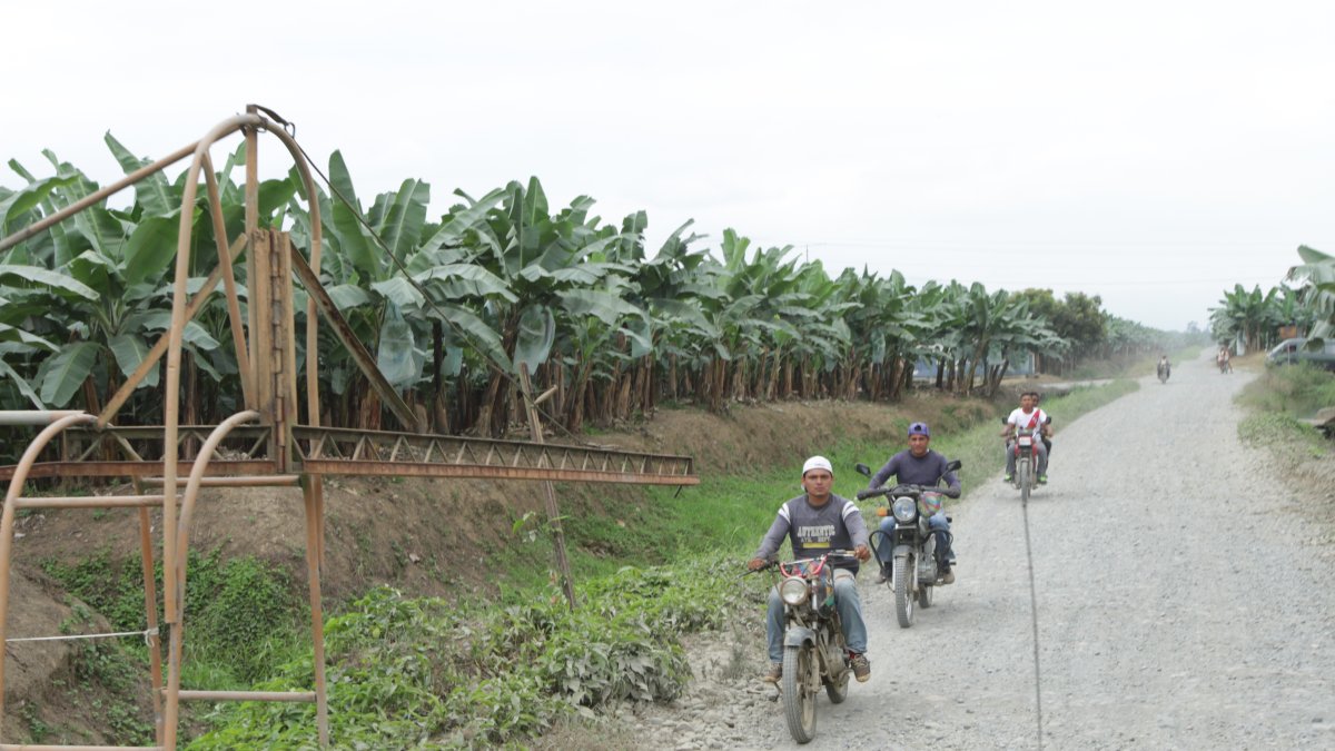 Hacienda.- Los plantas de banano que hay en más de 10.000 hectáreas que hay en La Clementina.