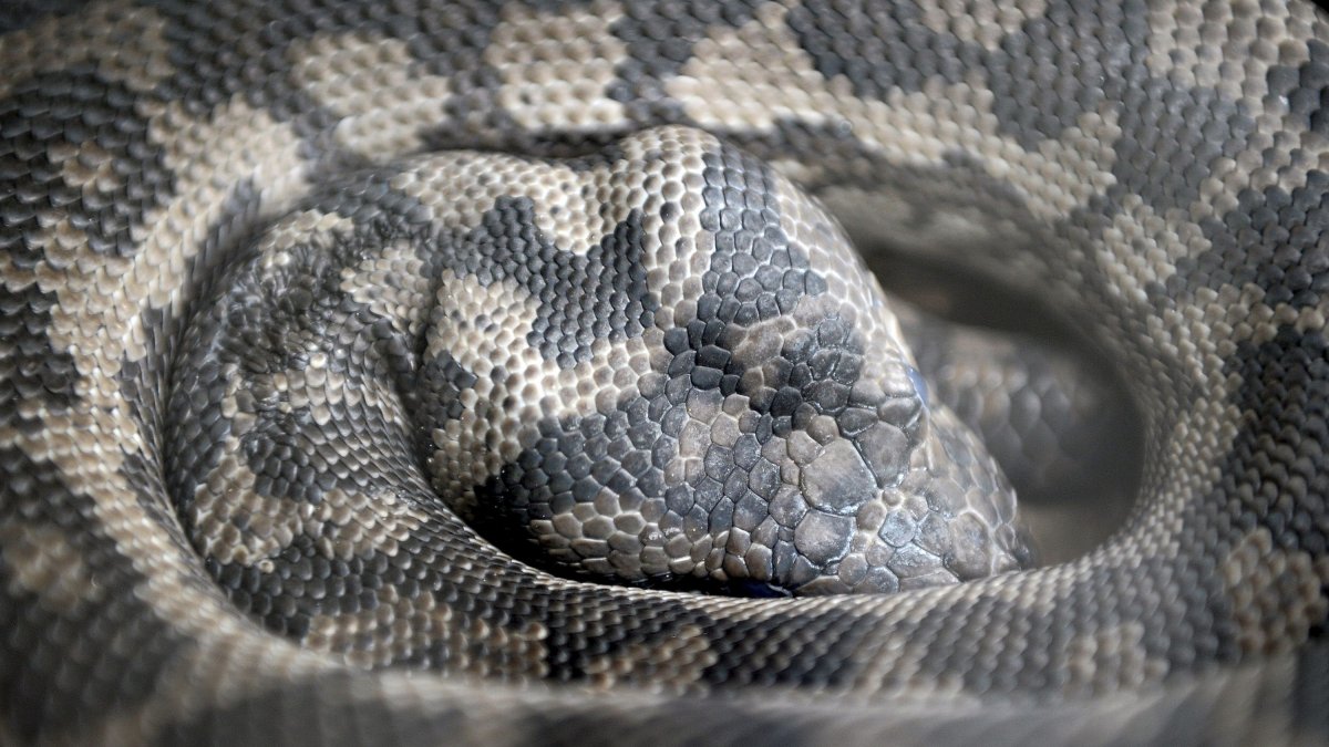 Carpet Python (Morelia spilota).