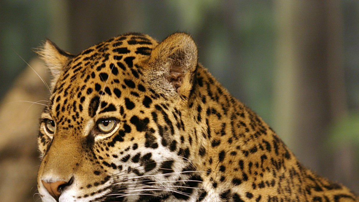 Fotografía cedida por el Centro para la Diversidad Biológica donde se muestra un jaguar, especie que fue incluida en la lista de especies en peligro de extinción en Estados Unidos en 1972.