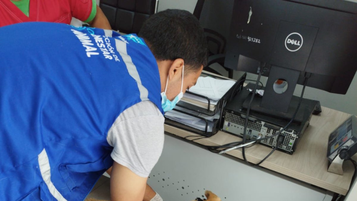 Hecho. El Municipio dijo que constató a los perros en condiciones de maltrato.