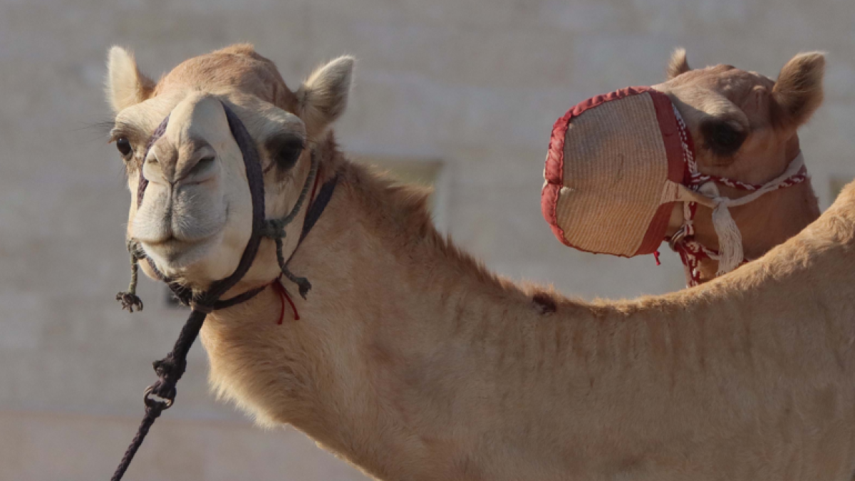 Los camellos en Qatar