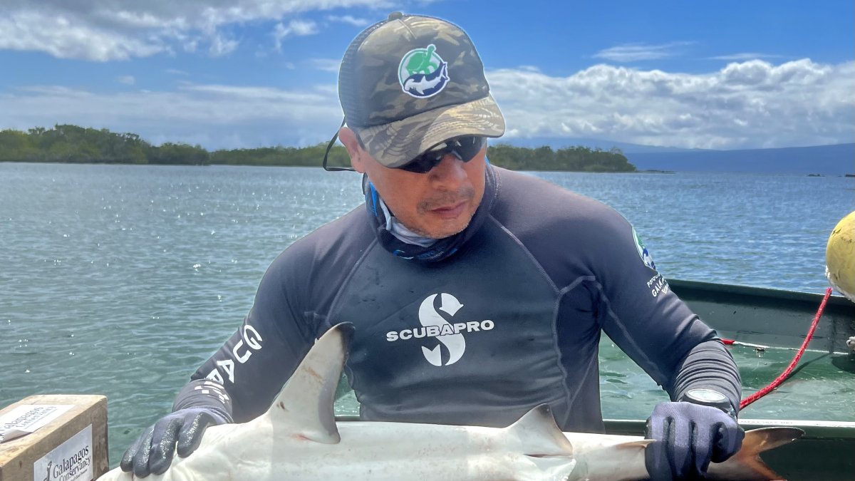 Fotografía cedida por la Dirección del Parque Nacional Galápagos que muestra a un investigador mientras toma medidas a una cría d tiburón martillo (Sphyrna lewini) en las Islas Galápagos.