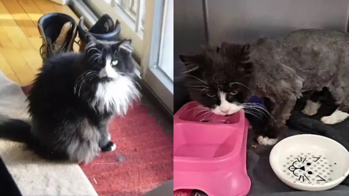 Nueva York. Mini en 2012 (izq.) y en 2022 tras haber sido encontrada.