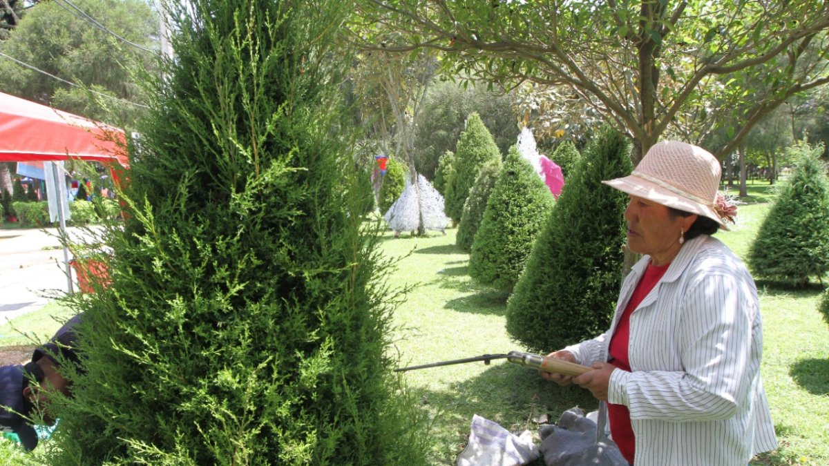 Podado. En los años de crecimiento, mes a mes son podadas las ramas, para que tome forma de cono.