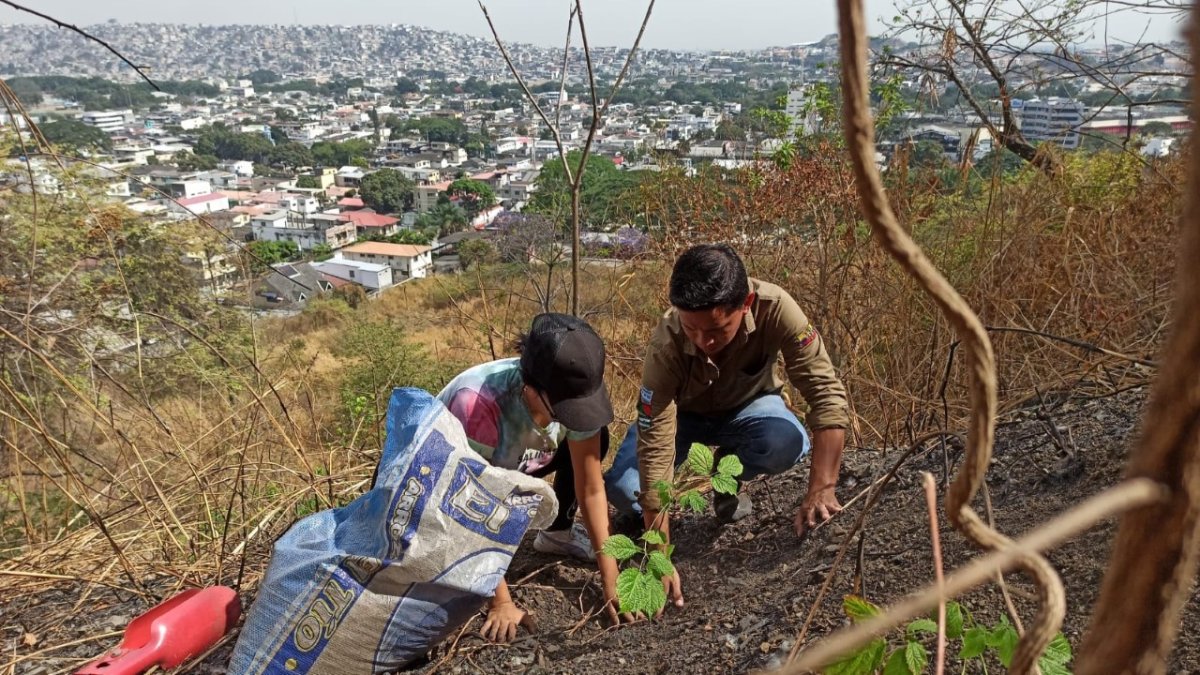 Grupos ambientalistas, empresa privada y habitantes de El Paraíso se unieron para reforestar el cerro.