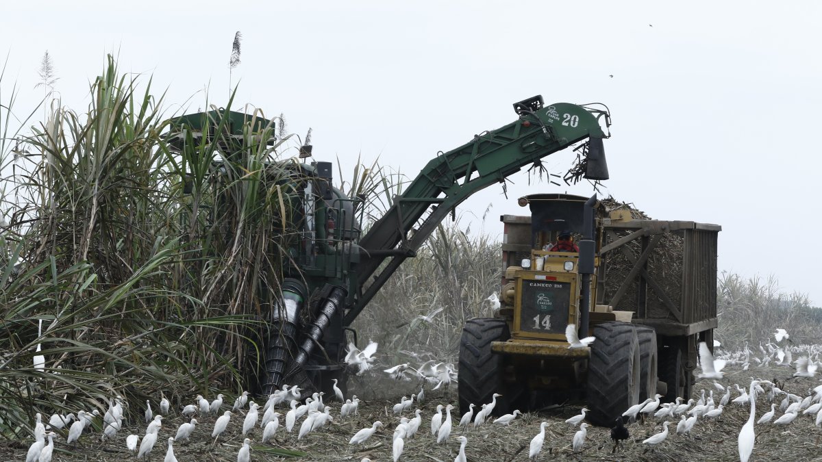 Trabajo.- La tarea de la recolección de la caña de azúcar.