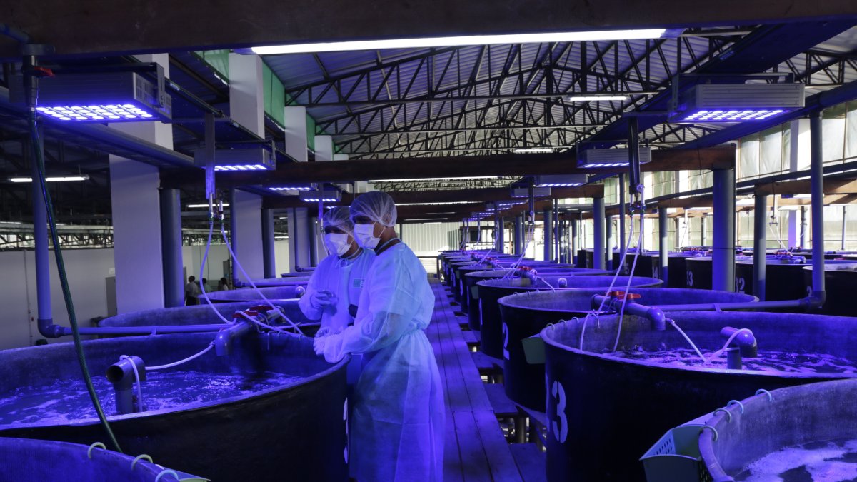 En el país, se estima, existen más de 400 laboratorios, la mitad de ellos operan en el sector informal.