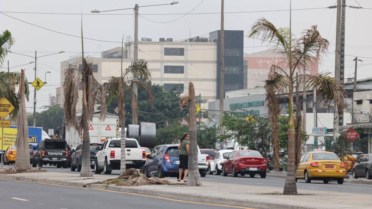 A la altura del dispensario Valdivia del IESS, en la avenida 25 de Julio, se observa solo el tronco y ramas tostadas de las palmeras.