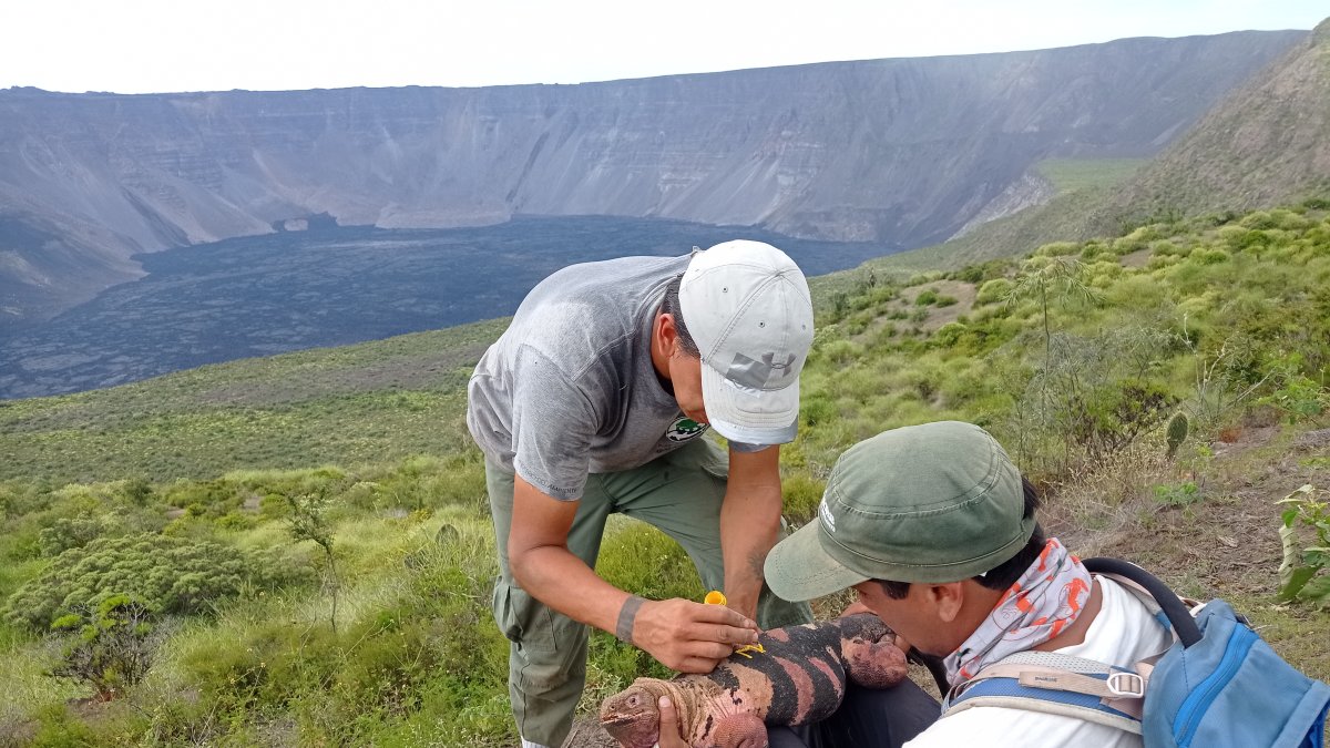 Escenario. Neonato de iguana rosada localizada en el volcán Wolf de la isla Isabela.