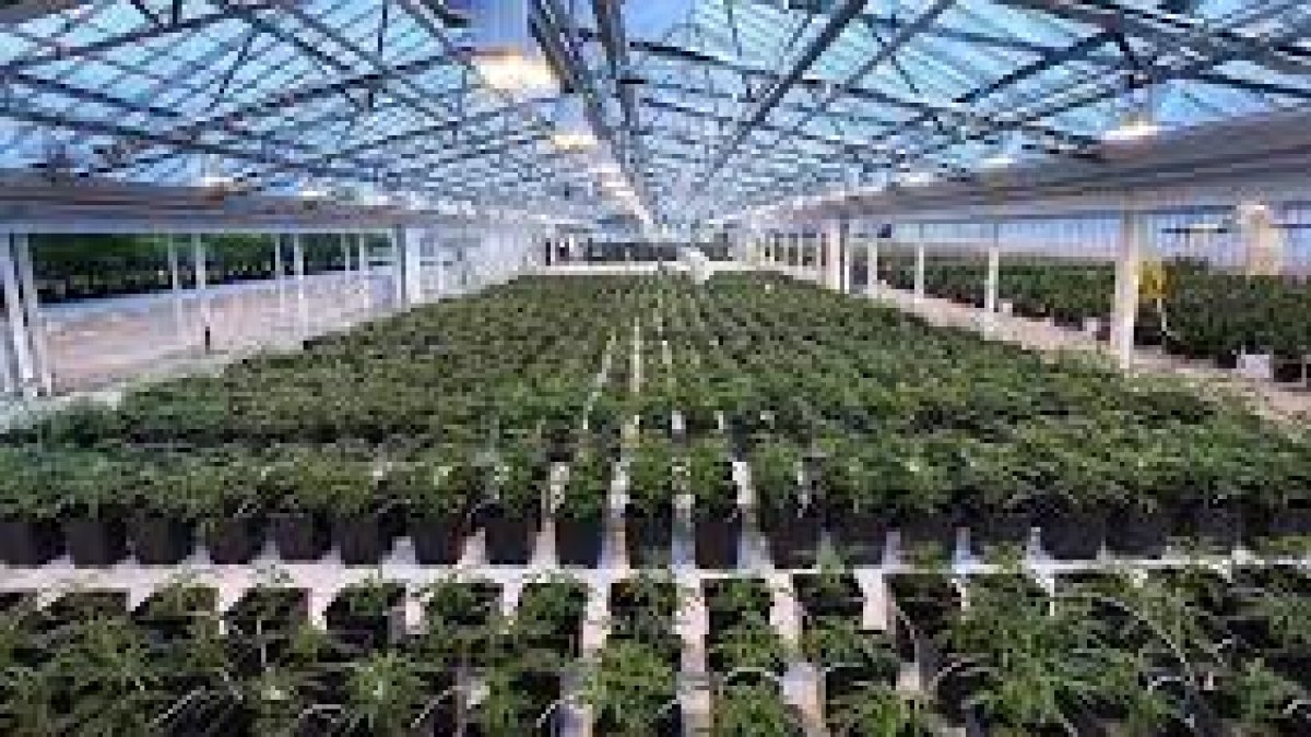Siembra.- Un cultivo de cannabis actualmente usado en una variedad de productos que se venden en farmacias.