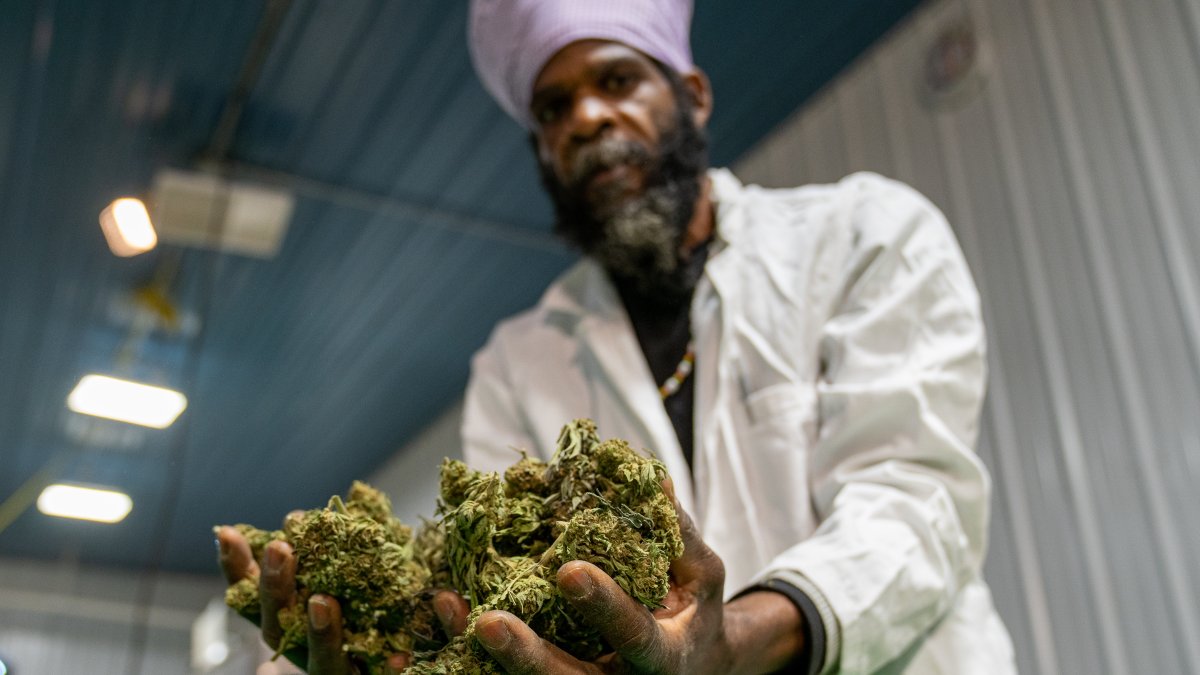 Michael Hant, especialista en cannabis, muestra unas matas de marihuana, en la planta de procesamiento de la granja Pura Hepworth, en Milton, Nueva York (EE.UU.).  EFE/ 