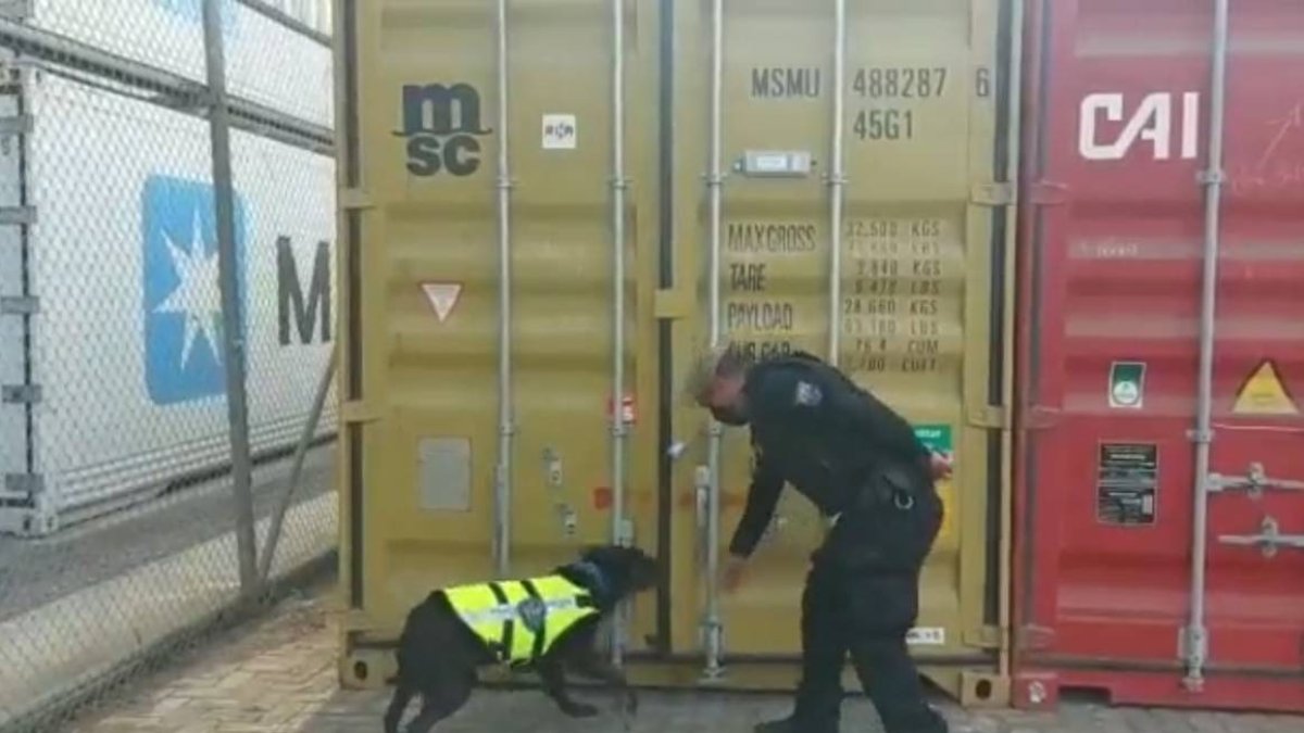 Operativos. Uno de los últimos decomisos de drogas se realizó en un contenedor de cacao de exportación.