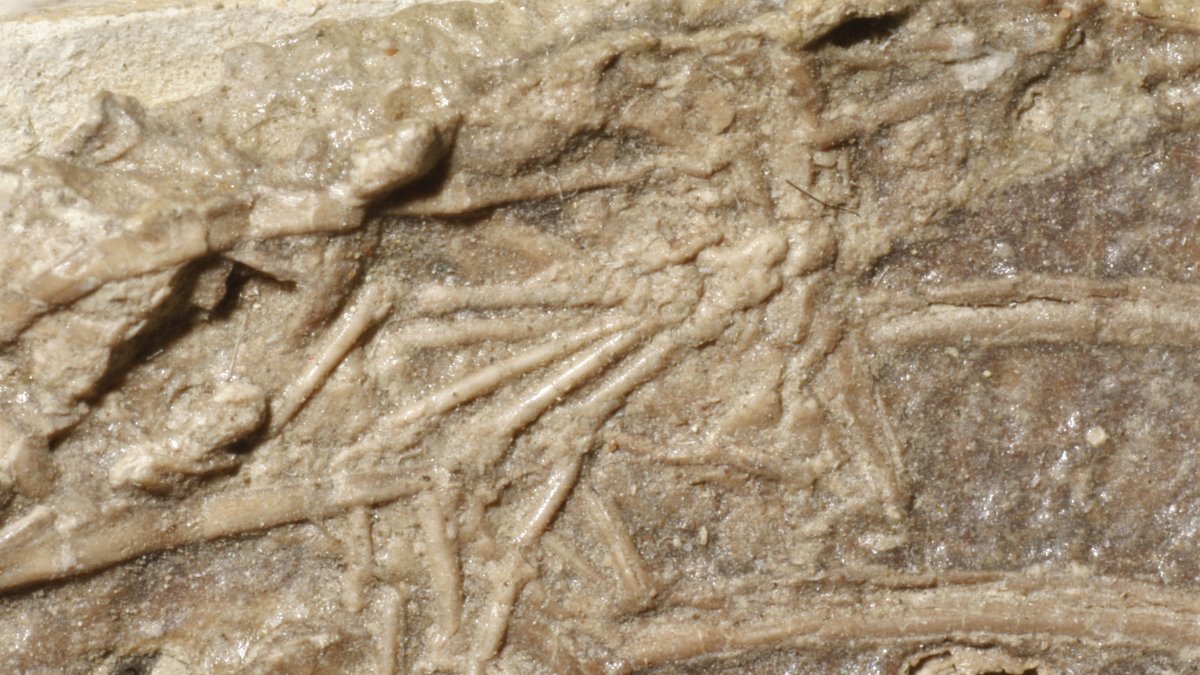 Fotografía de cerca de la pata de un mamífero entre las costillas de Microraptor.