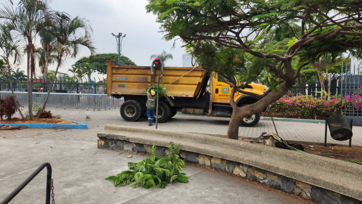 Hecho. Las plantas marchitas y la basura fueron retiradas del lugar.