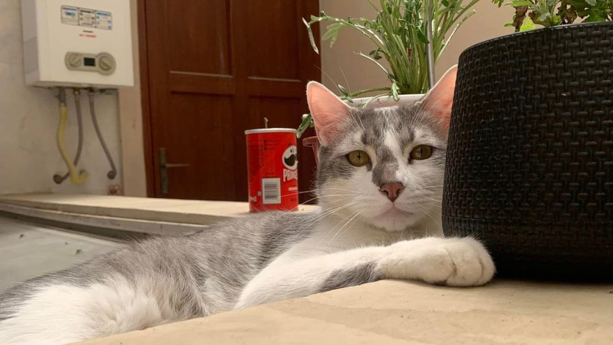 Desaparecido. Tito, en una foto hecha por su tutora Lenny Vargas.