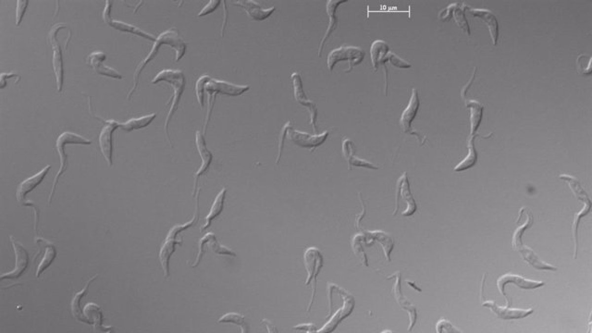 Células de ‘Trypanosoma brucei’ en cultivo observadas al microscopio
