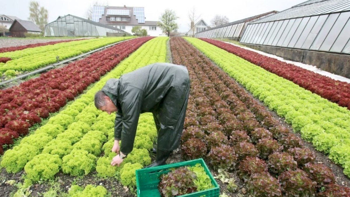 El descubrimiento puede ayudar a optimizar la producción agrícola
