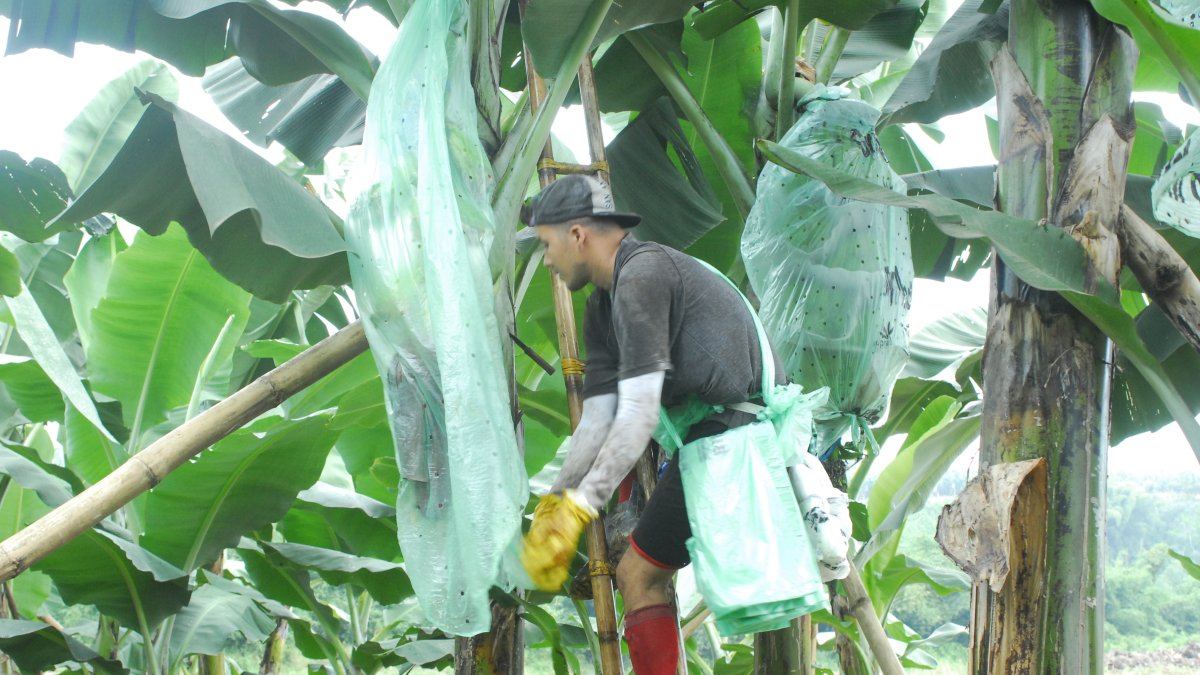 Producción. Los enfundes, hasta la semana 47, cayeron un 10 %.